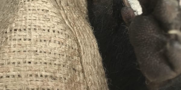 Tassie Devil Dilemma