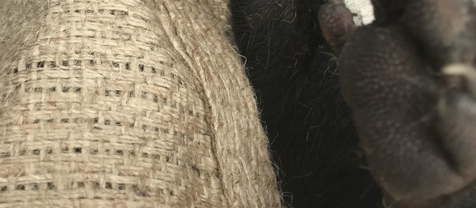 Tassie Devil Dilemma