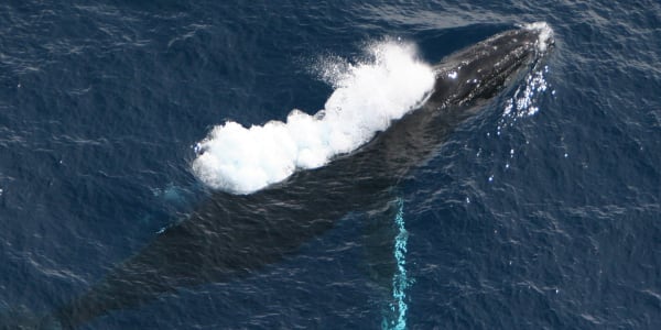 Marine Mammals and Predators in Costa Rica