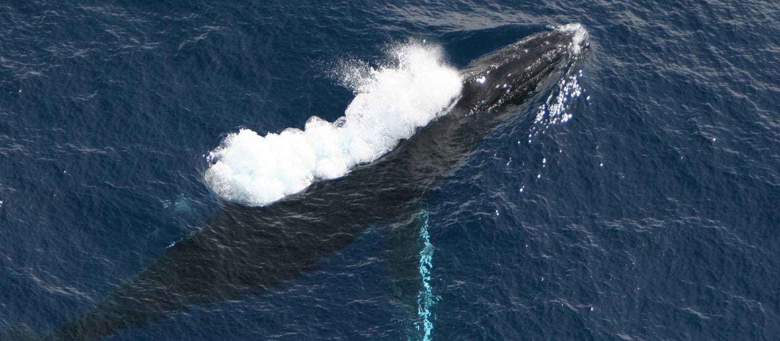 Marine Mammals and Predators in Costa Rica