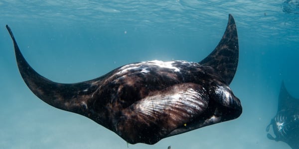 Project Manta Ningaloo Reef