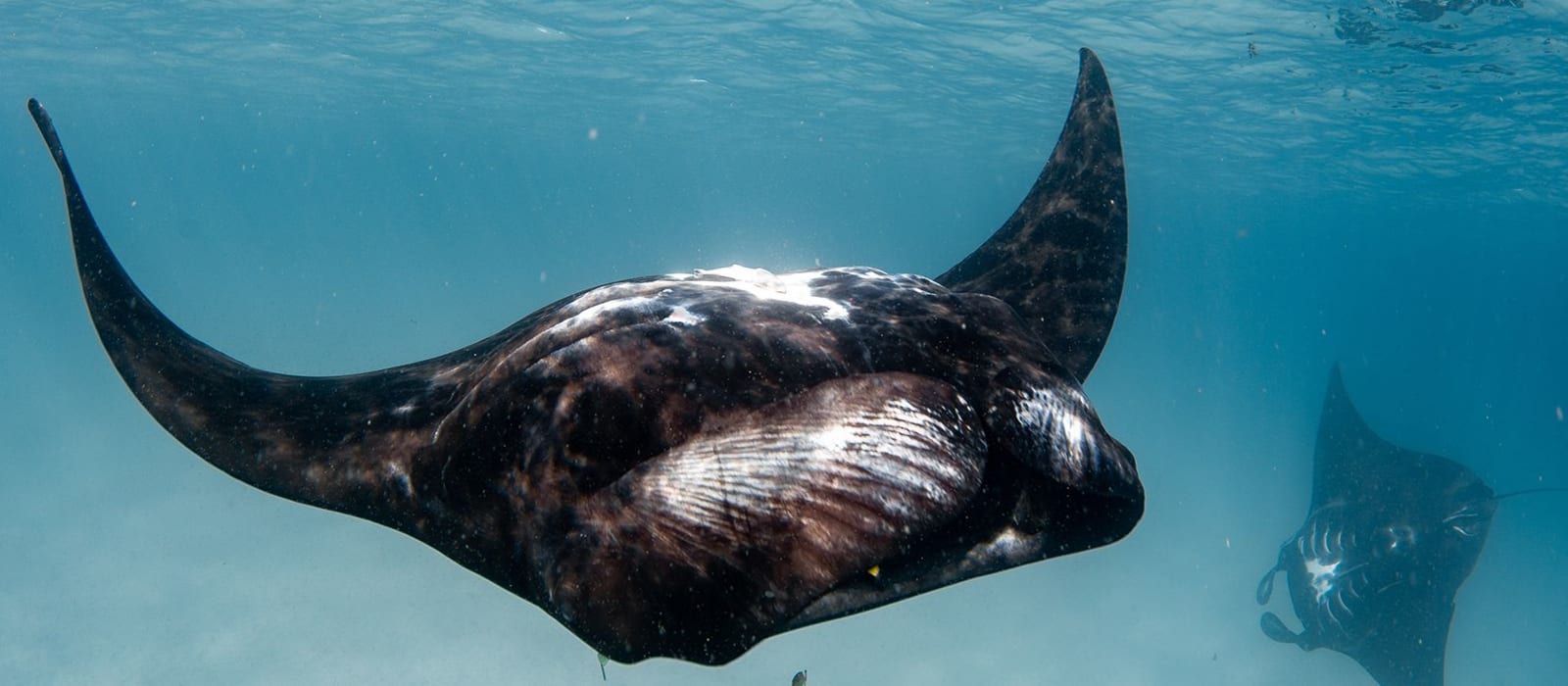 Project Manta Ningaloo Reef