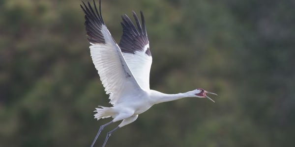Protecting Whooping Cranes and Coastal Habitats in Texas