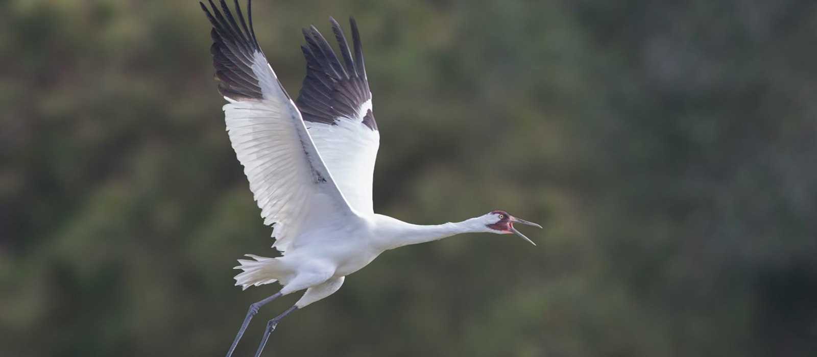 Protecting Whooping Cranes and Coastal Habitats in Texas