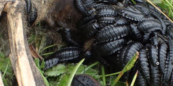 Check out Ptomaphila lacrymosa ThingLink