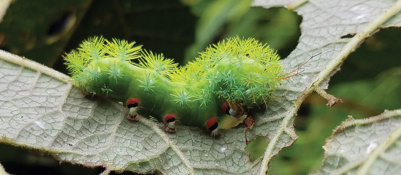 Climate Change &amp; Caterpillars in Costa Rica