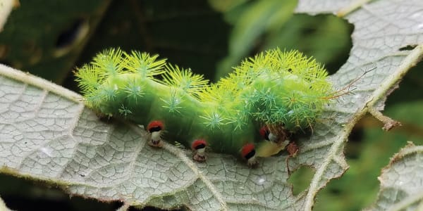 Climate Change & Caterpillars in Costa Rica