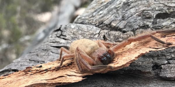 Spider hunting