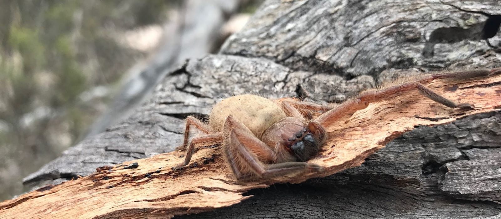 Spider hunting
