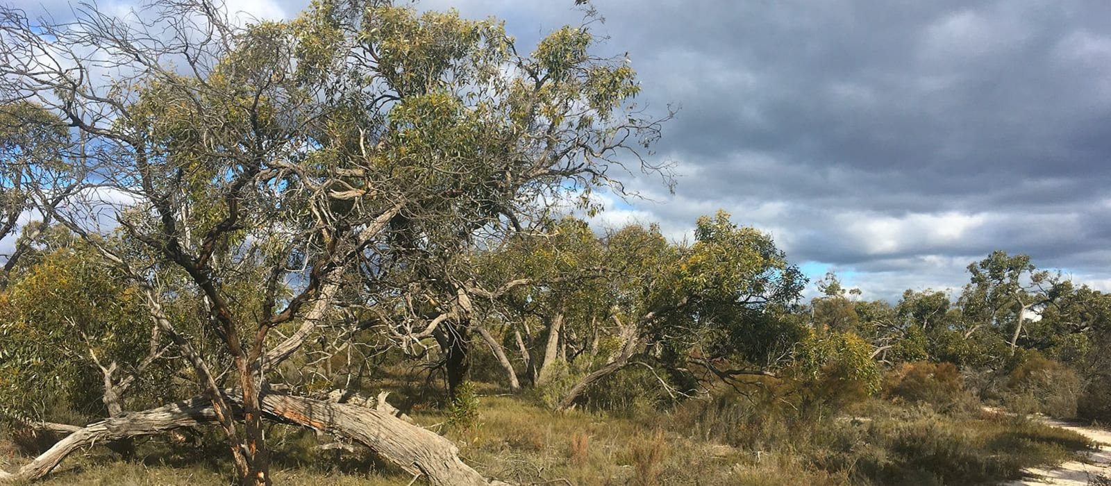Bush Blitz Little Desert National Park 2019