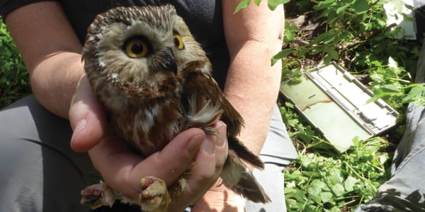 Following Forest Owls in Western USA