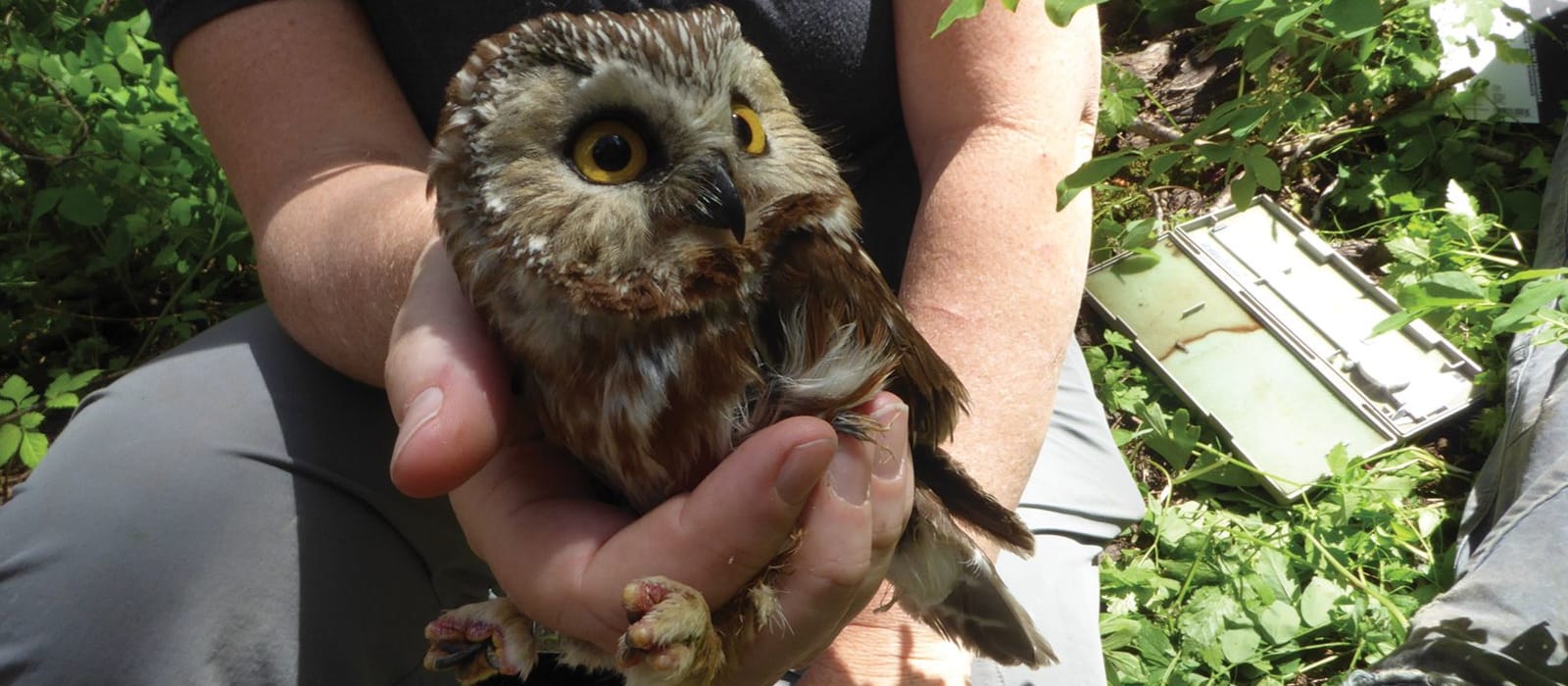 Following Forest Owls in Western USA