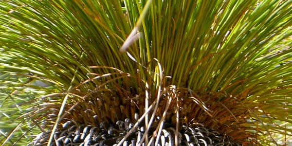 Grass Tree Wonderland