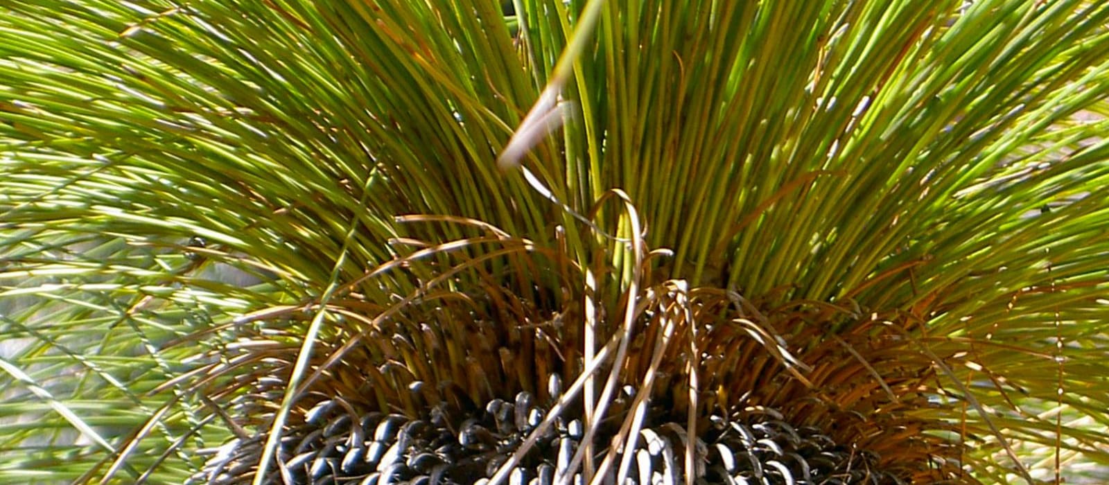 Grass Tree Wonderland