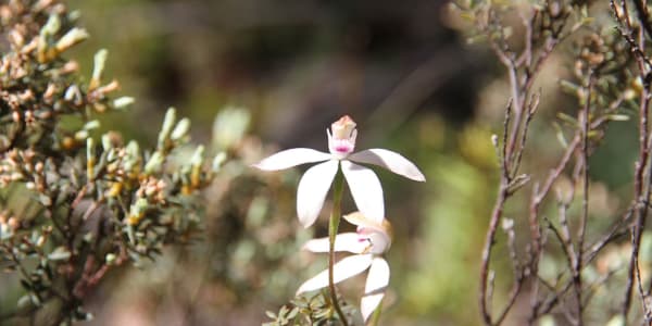 Protect Australia's Biodiversity this September