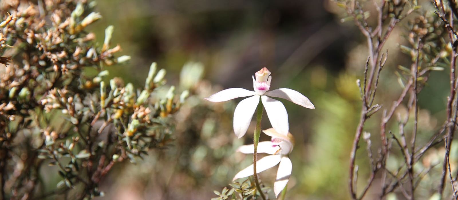 Protect Australia's Biodiversity this September