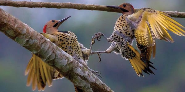 Mapping Biodiversity in Cuba