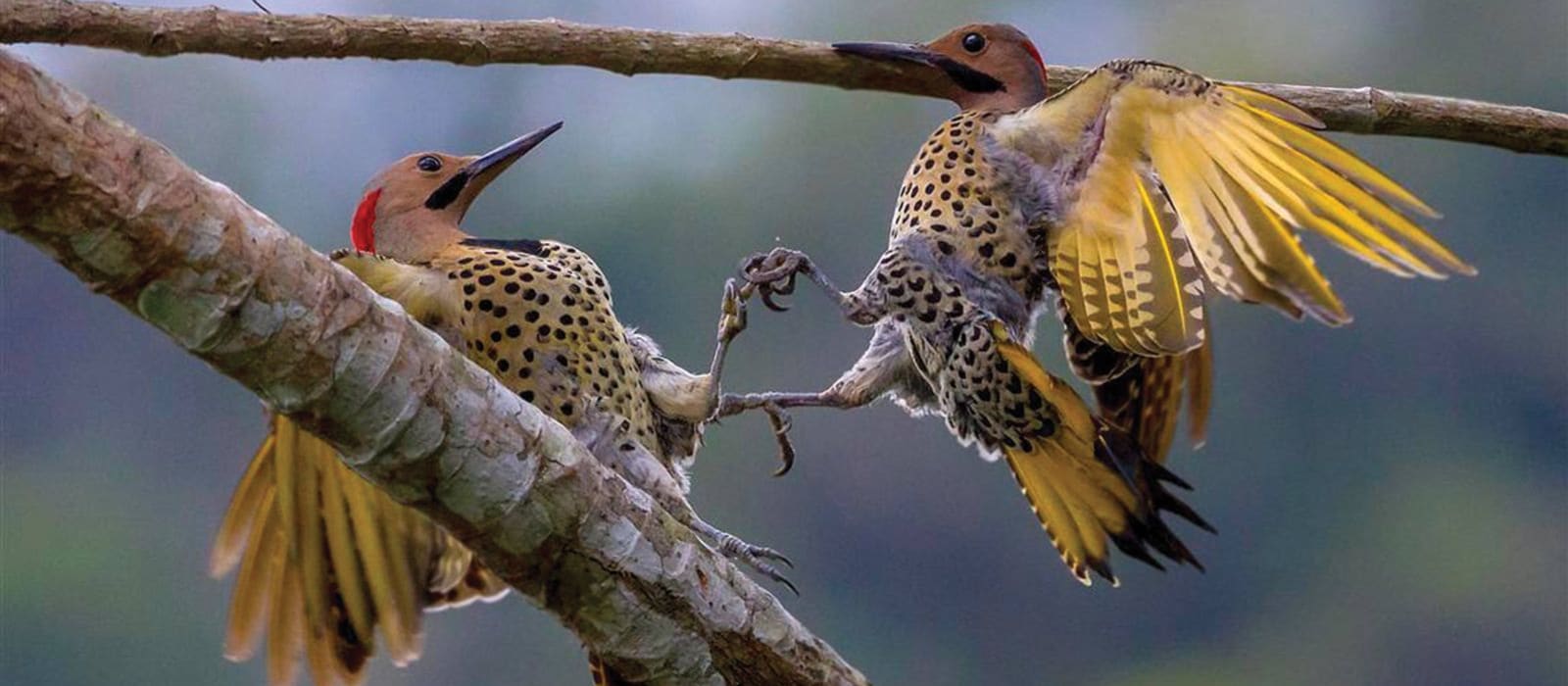 Mapping Biodiversity in Cuba