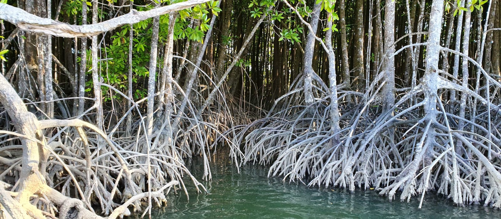 Wetlands Education Resources