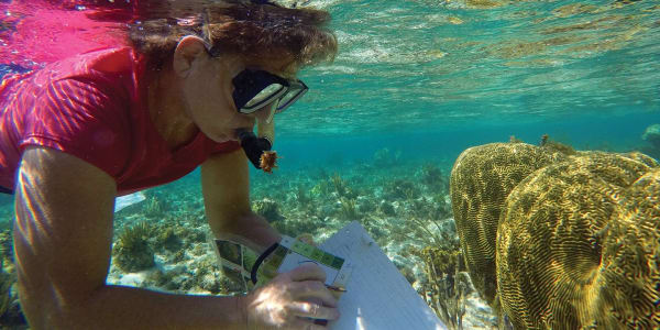 Helping Endangered Corals in the Cayman Islands