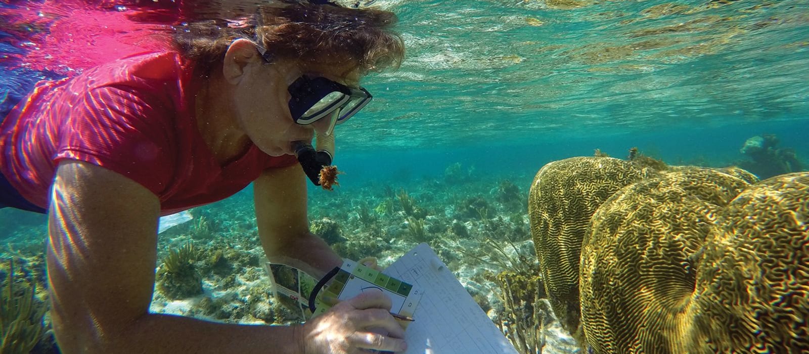 Helping Endangered Corals in the Cayman Islands