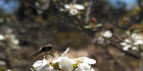Bees and Dragonflies