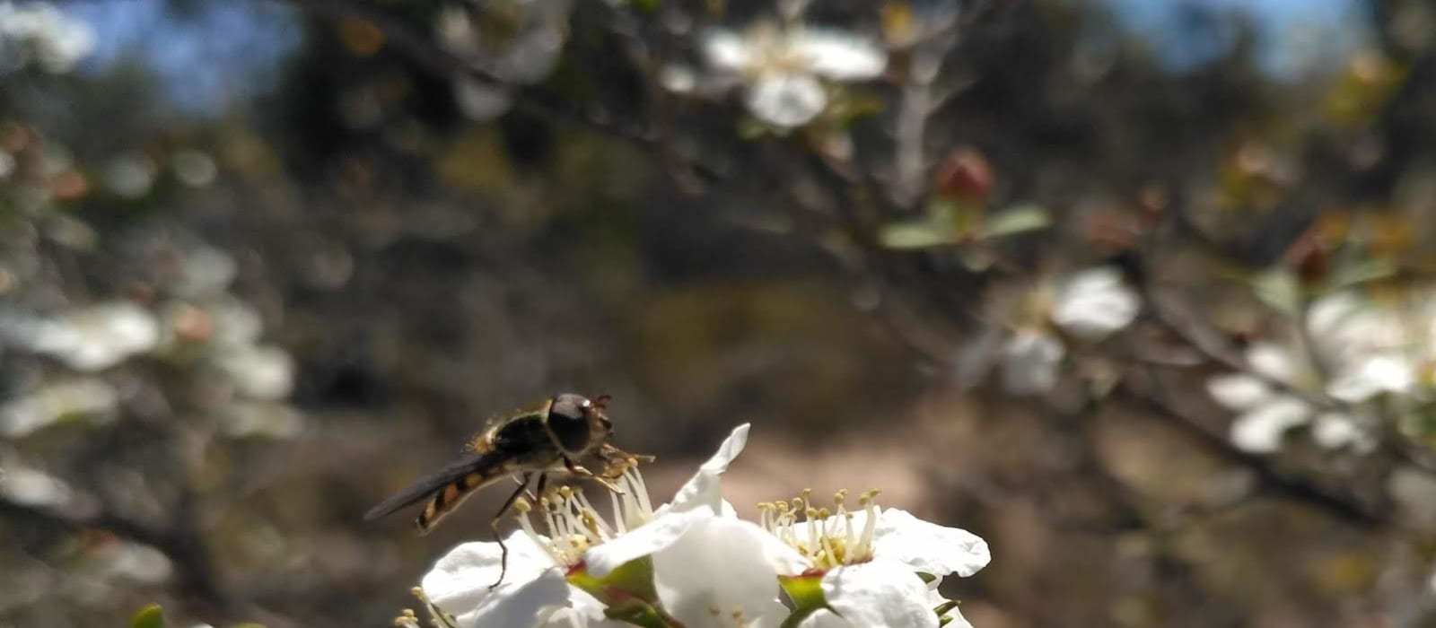 Bees and Dragonflies