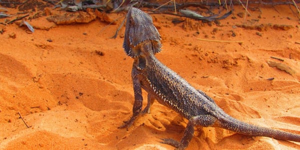 Protect our Unique Wildlife