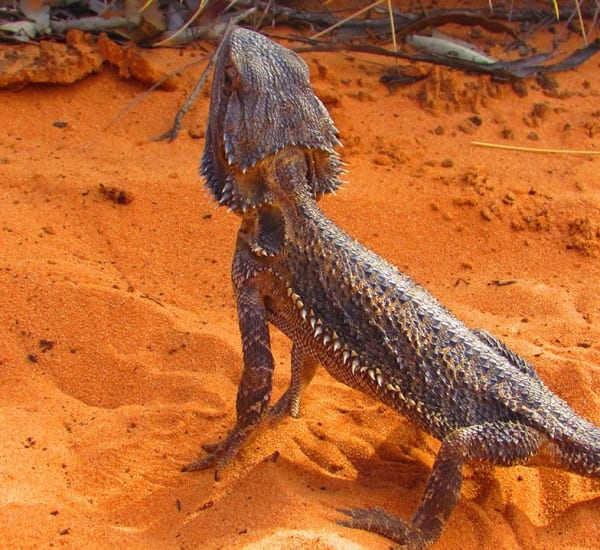 Protect our Unique Wildlife