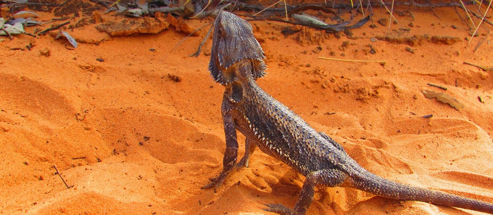 Protect our Unique Wildlife