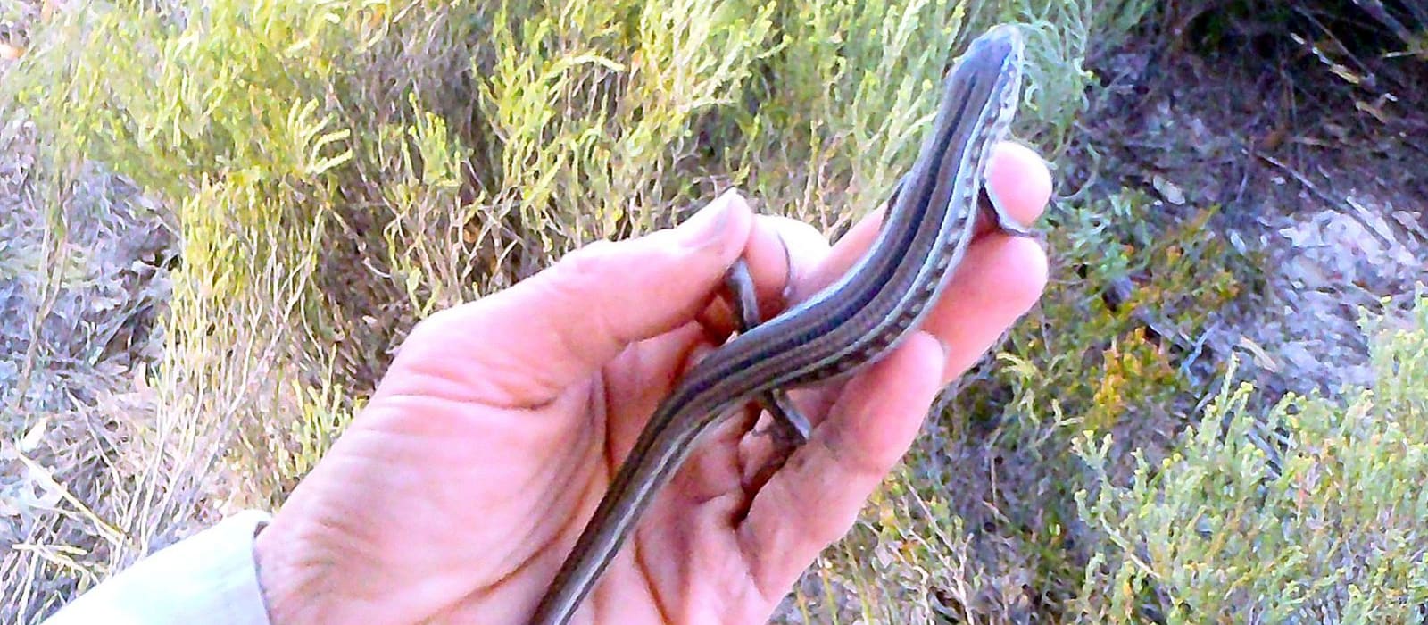 Roving round for reptiles
