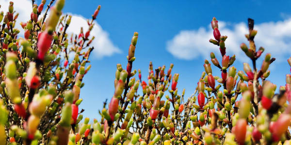 Blue Carbon: Counteracting Climate Change