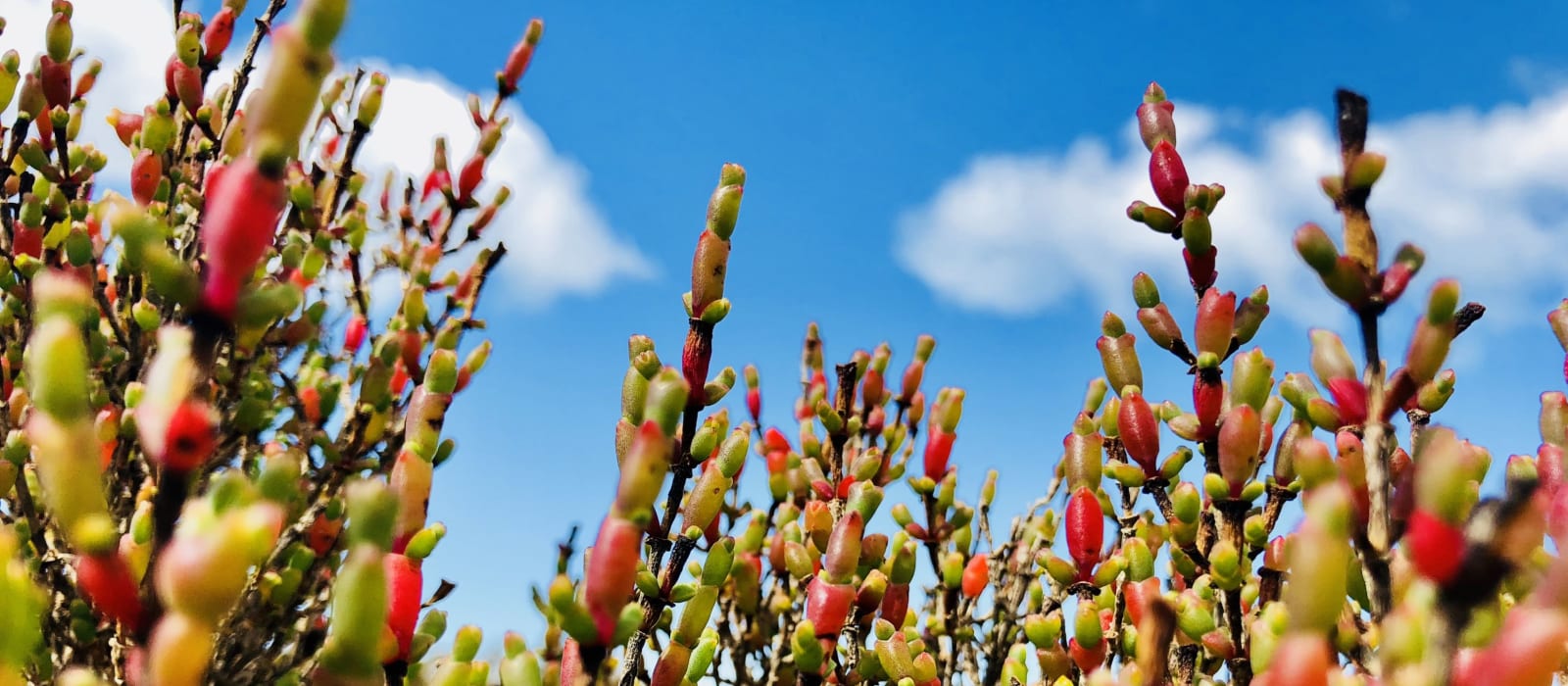 Blue Carbon: Counteracting Climate Change