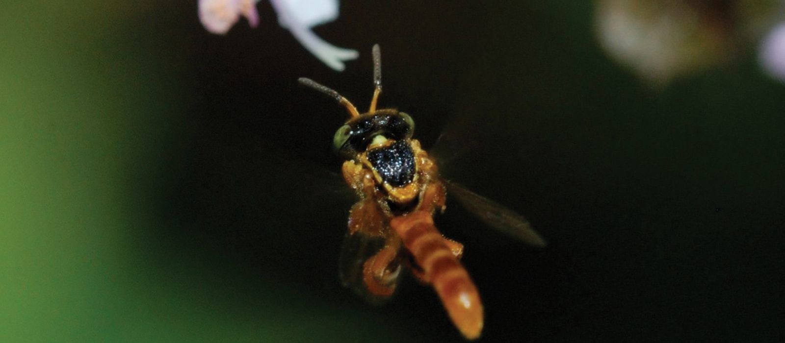 Conserving Wild Bees &amp; Other Pollinators of Costa Rica