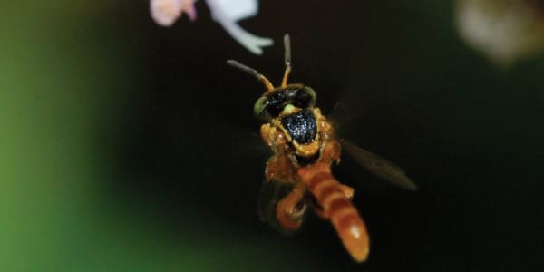 Conserving Wild Bees & Other Pollinators of Costa Rica