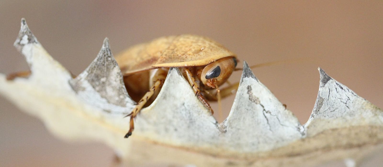 Backyard Species Discovery