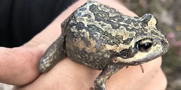 Frogs, Skinks and Scats