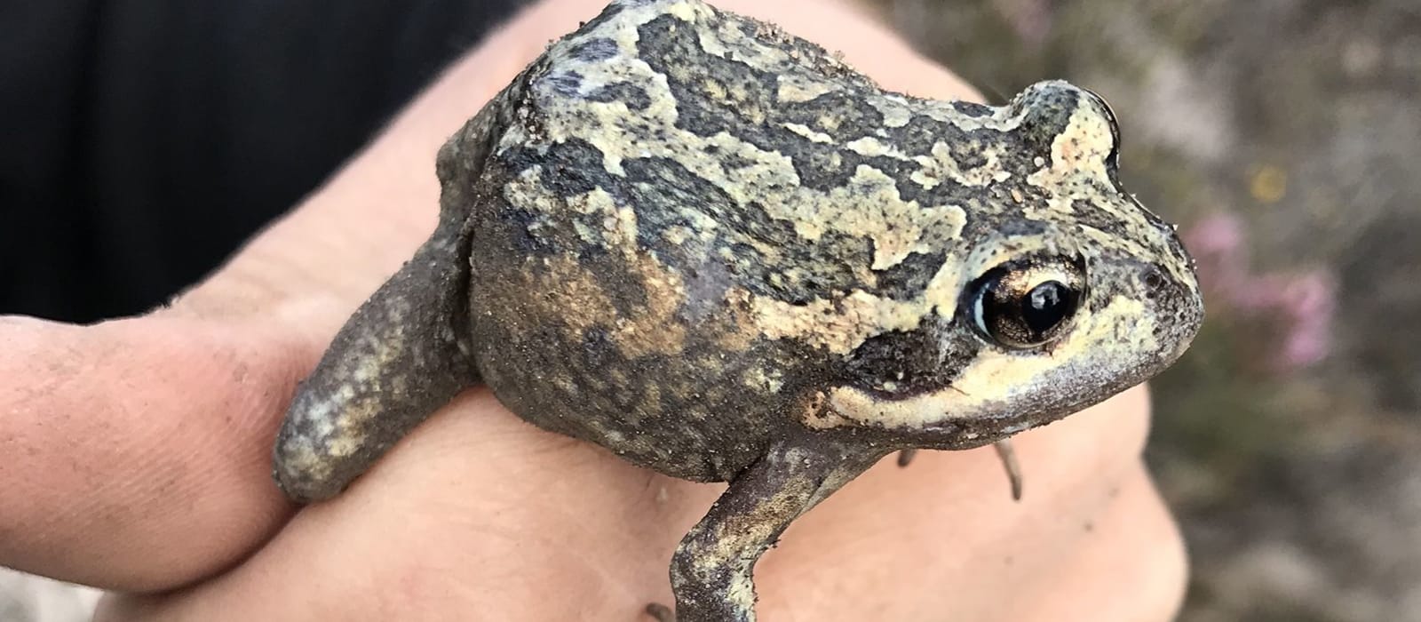 Frogs, Skinks and Scats