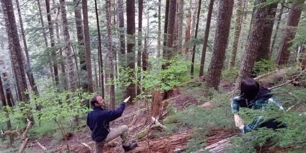 Bird Songs of the Olympic Peninsula