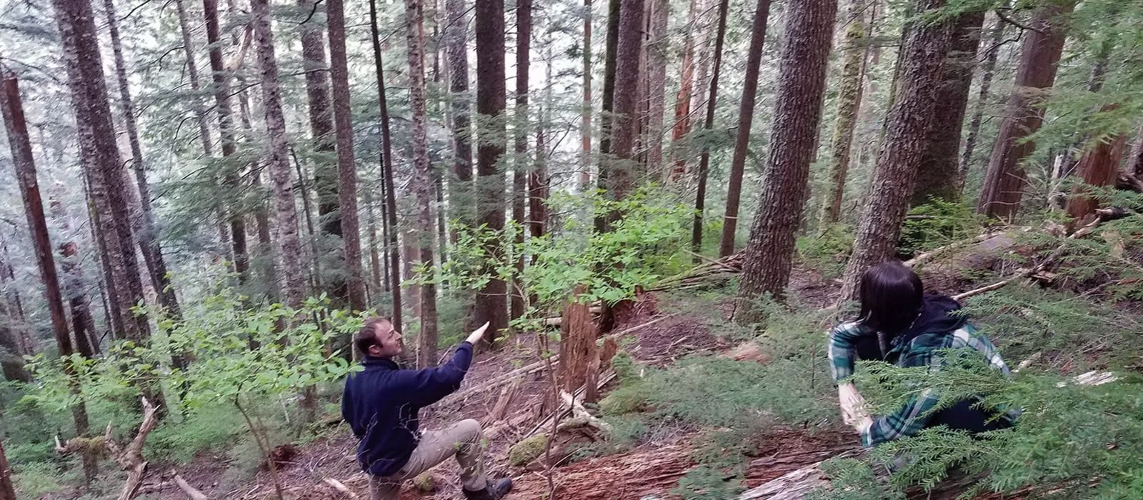 Bird Songs of the Olympic Peninsula