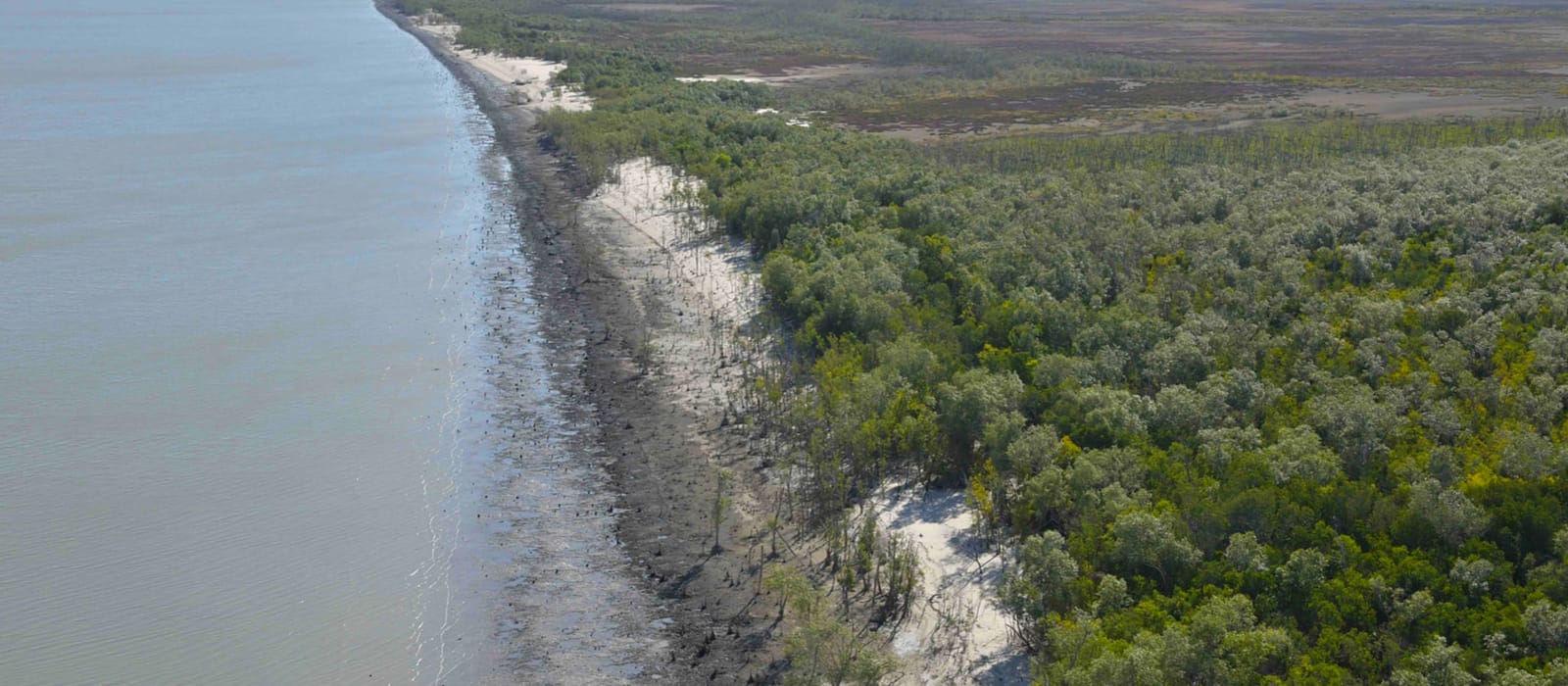 400km of dead mangroves