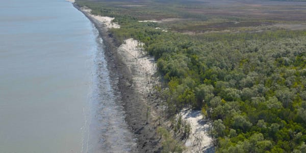 400km of dead mangroves