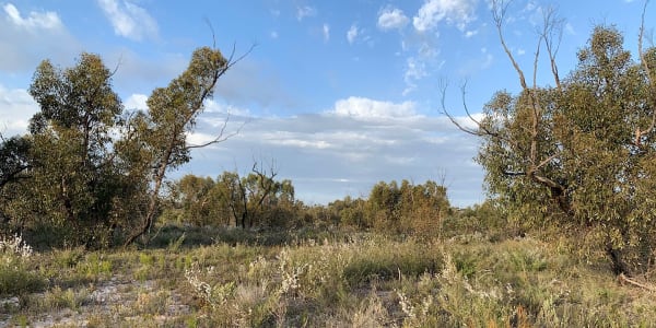Herpetology Finds