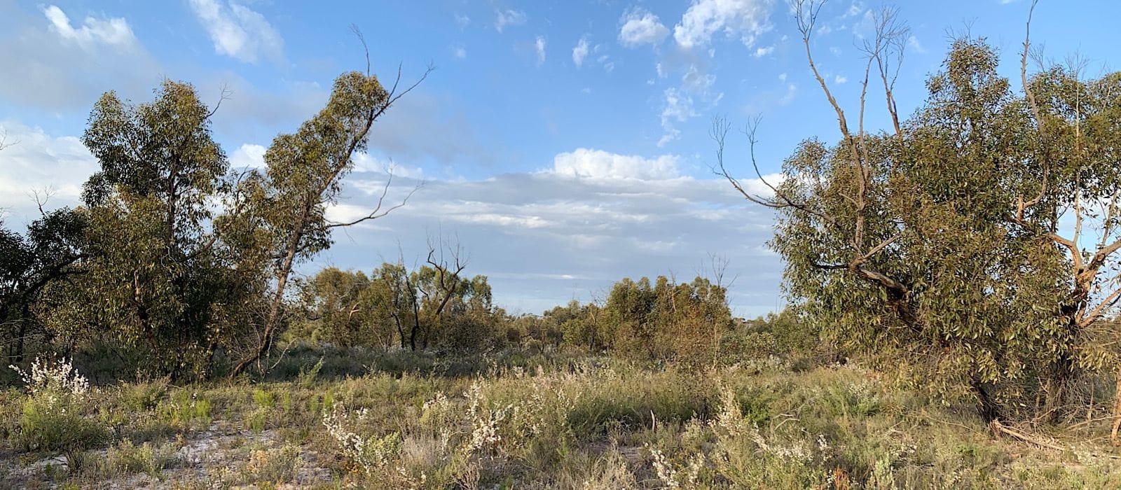 Herpetology Finds