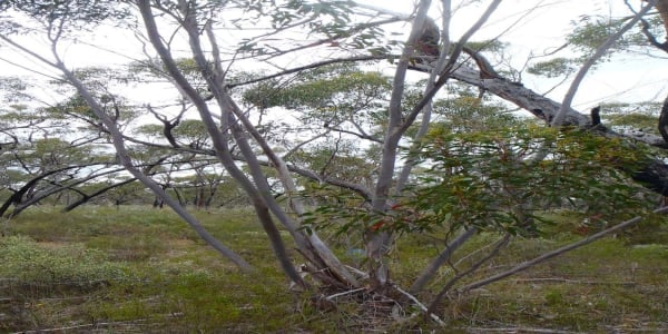 Brilliant Botanists Blossom in Bush