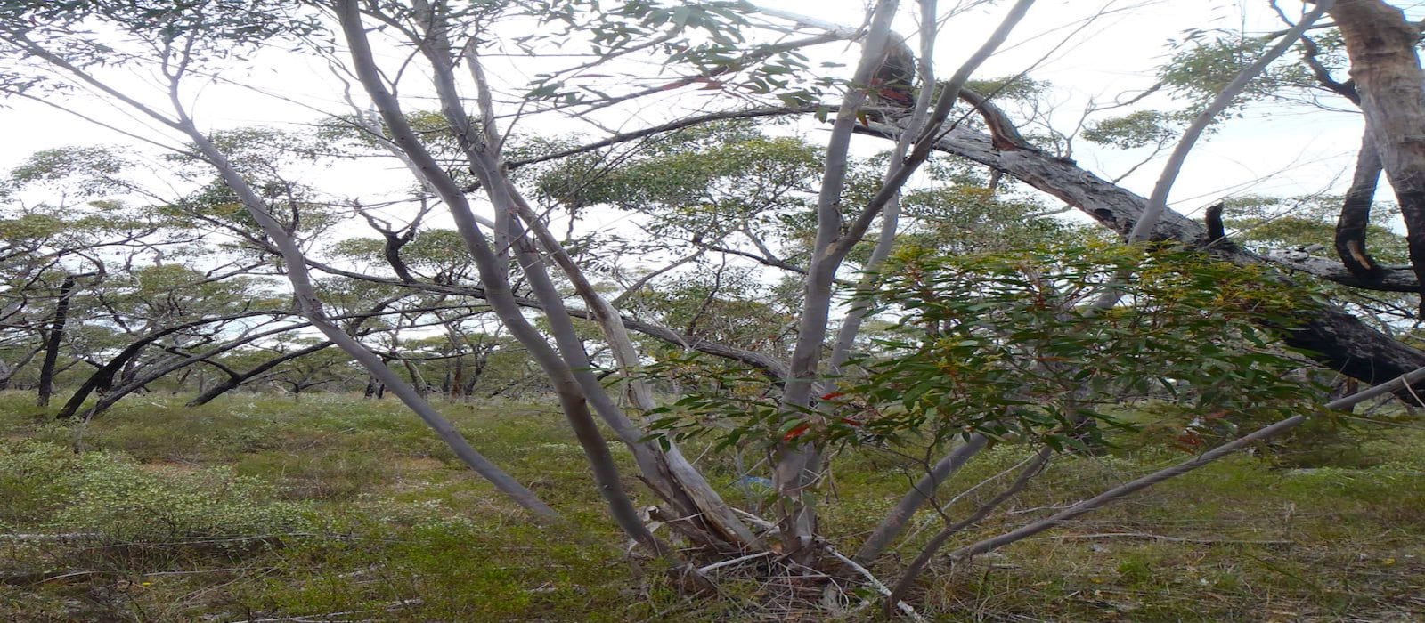 Brilliant Botanists Blossom in Bush